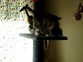 Macy & The Kittens