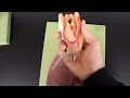 RESPIRATORY SYSTEM ANATOMY: Larynx to lung model