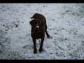 videos de Zuma and the first snow.wmv