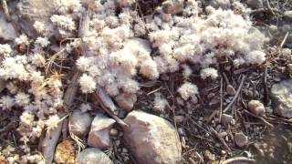 Nevadila