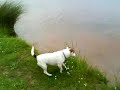 Skip at bosworth