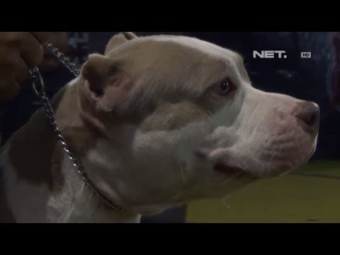 pitbul