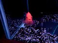 red texas cichlid II