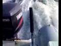 GOMMONE BESTIALE