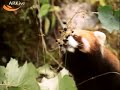 Малые панды поедающие ягоды