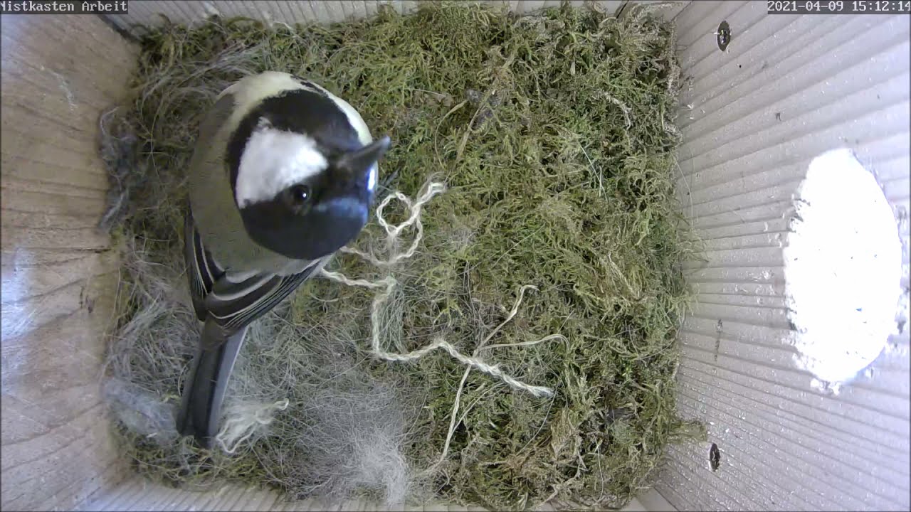 Das Nest im Firmen-Nistkasten wird ausgepolstert | 09.04.2021