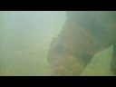 Turtle cam