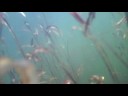 Turtle cam