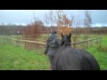 Back to field