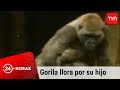 Gorila llora a su hijo muerto