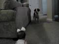scared dog