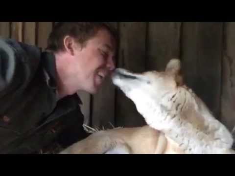 Five endangered dingo puppies born on the Central Coast at the Australian Reptile Park 