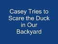 Casey, the Cavalier King Charles Spaniel Meets Backyard Duck