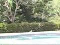 Cavalier King Charles Spaniel video