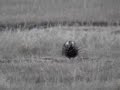 Gunnison Sage Grouse