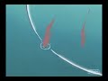 naruto-colide