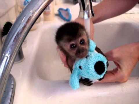 Adorable Baby Monkey Gets A Bath, You'll Die When She Sticks Out Her Tongue﻿ (VIDEO)