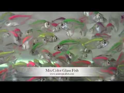 how to dye aquarium fish