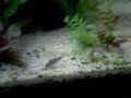 Meu Aquario Plantado de 200 LitrosPopulação: 01 Botia Yoyo, 03 Mocinhas, 08 Corydoras, 02 Limpa Vidros, 05 Barbus Ouro, 03 Barbus Cereja, 05 Barbus Sumatra, 12 Neons, 07 Espadas, 04 Plati Tricolor, axu q só por enquanto!!! 