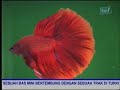 Galeri Aqua - Bettas (2/4)