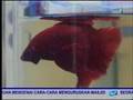 Galeri Aqua - Bettas (2/4)