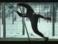addidas-comercial.html