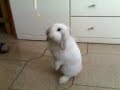 Tinky and the celery