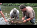 White River Monster Brown Trout 32.65 lbs. http ...