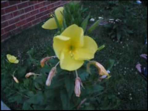 Evening Primrose flowers