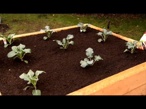 how to make a veggie patch