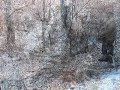 cutting down dead cottonwood