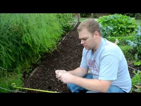 how to fertilize shallots