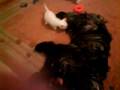 videos de Dogbook Movie: Mummy Dexter