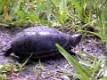 Mud Turtle Mud Turtle
