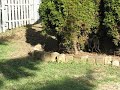 puppies playing american bulldogs puppies playing american bulldogs