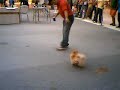 Dog Show 7 - Pomeranian back kick!