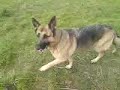 German Shepherd Max (Power) Being Bad German Shepherd Max (Power) Being Bad