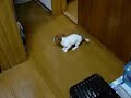 父ちゃん流『まて！』