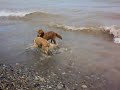 Molly Stealing Ruby\
