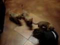 elipups.MPG