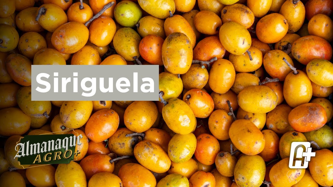 Siriguela | Almanaque Agro+