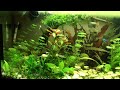 Acquario di 100 litri di Giuseppe Giunta