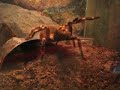 Geniculata