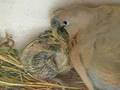 yavru güvercini annesi besliyor baby bird