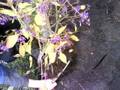 videos de ingazen 2