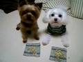 Yorkshire Terrier toy chien jouet bichon jeux