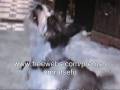 videos de PalTalk Prem Shomrat Rajakar is Talking