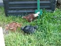 New Chicken Yard New Chicken Yard