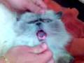 videos de katze  der ist net lustig