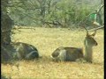 14Aug08 WildEarth EXTRA drive 11:00a.m.CAT